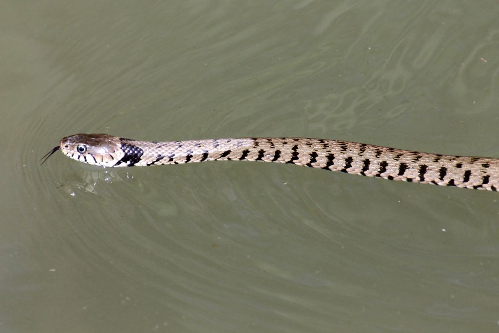 Natrix natrix